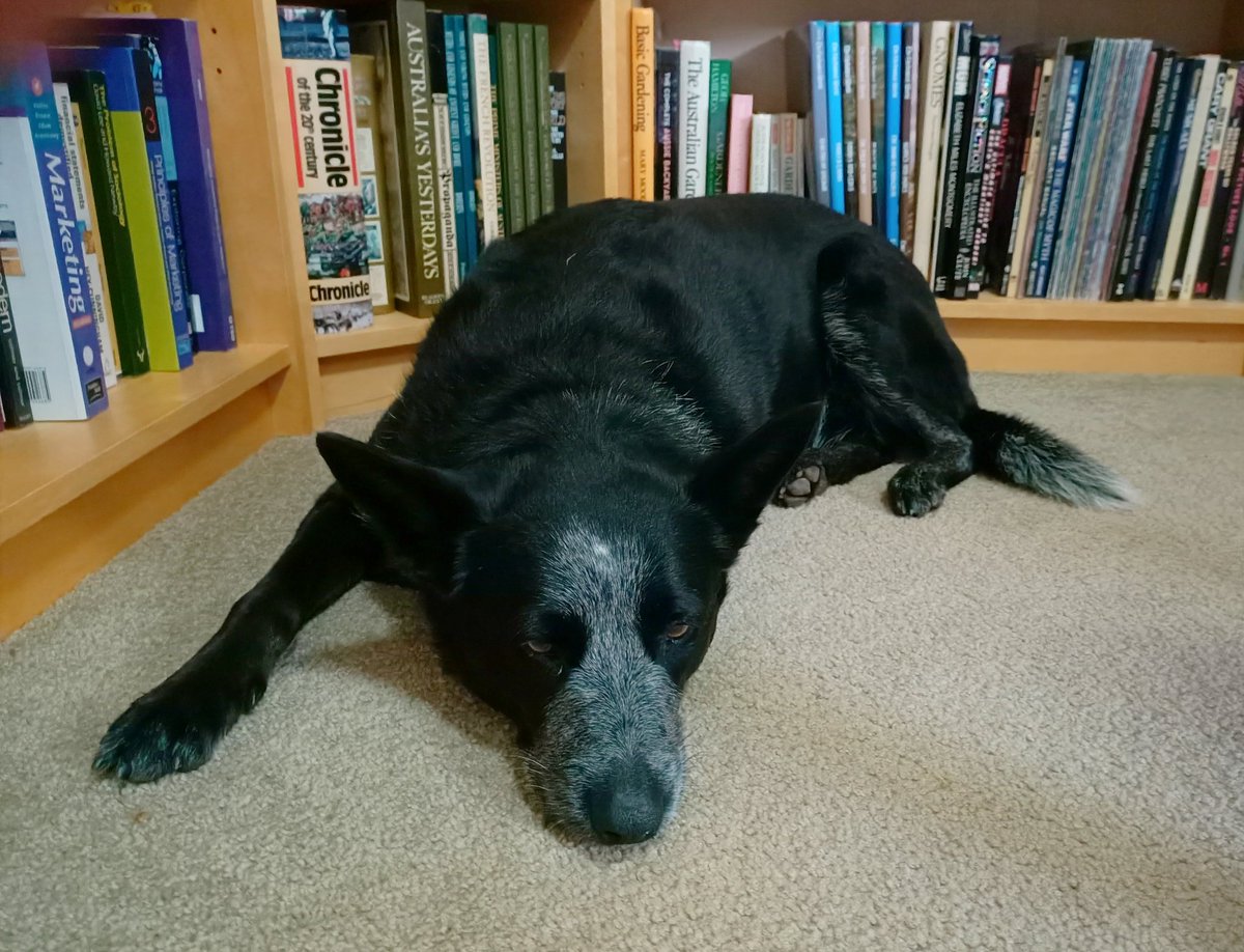 chrislove1966's tweet photo. My home office co-worker. A bit lazy but my greatest supporter. She mostly resides under the desk. @Griffith_Uni @lf_griffith @GU_Sciences https://t.co/OwdjHdmW0J