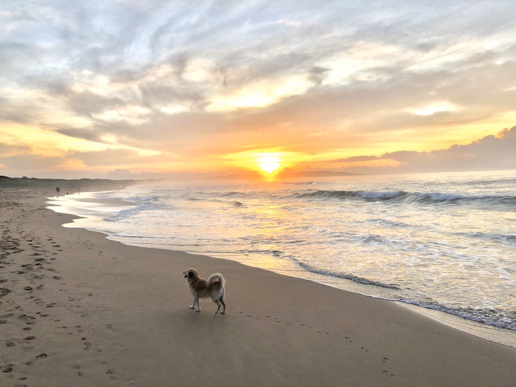 johnsonad55's tweet photo. Sunrise down at #wandabeach this morning. #walkingthedog #exercise #flattenthecurve #socialdistancing #staysafe https://t.co/M1fcl1khBl