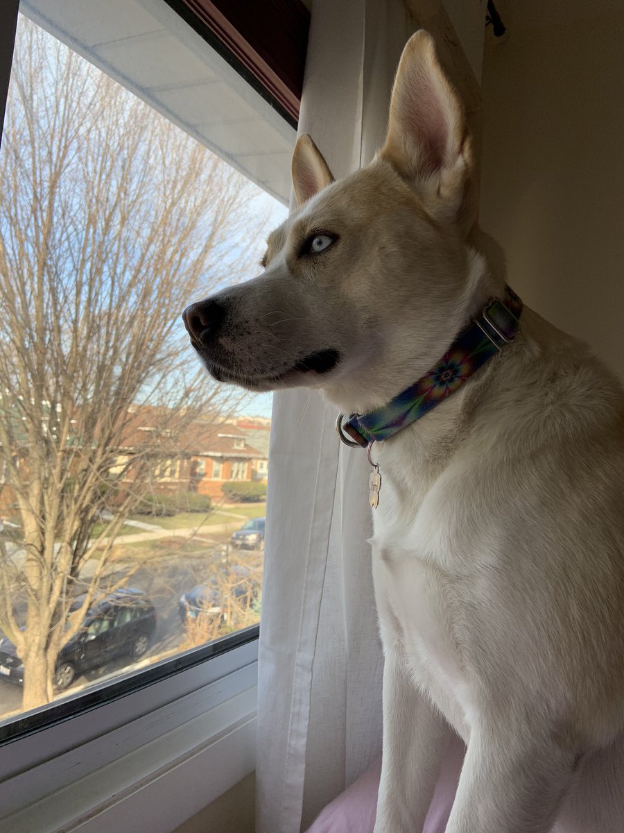 Rachelsobel's tweet photo. @rgay I worked at home before anyhow, but having the whole family home is weird for Dharma. She likes it but doesn’t understand it. We are going to be back to square one with separation anxiety when this is over. https://t.co/WiKEAYhJZA