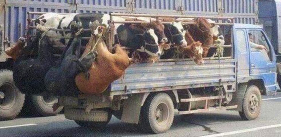moodysally1's tweet photo. Innocent #cows Heading 2 👿#Slaughterhouse😱Tied & hung🤬upside down How's this acceptable treatment of sentiment beings? What the hell did they do to deserve such #AnimalCruelty #GoVegan #AnimalsFeelPain #BanLiveExport #AnimalsWantToLive #CompassionOverCruelty #NoHumaneSlaughter https://t.co/9VnHkTAGd8