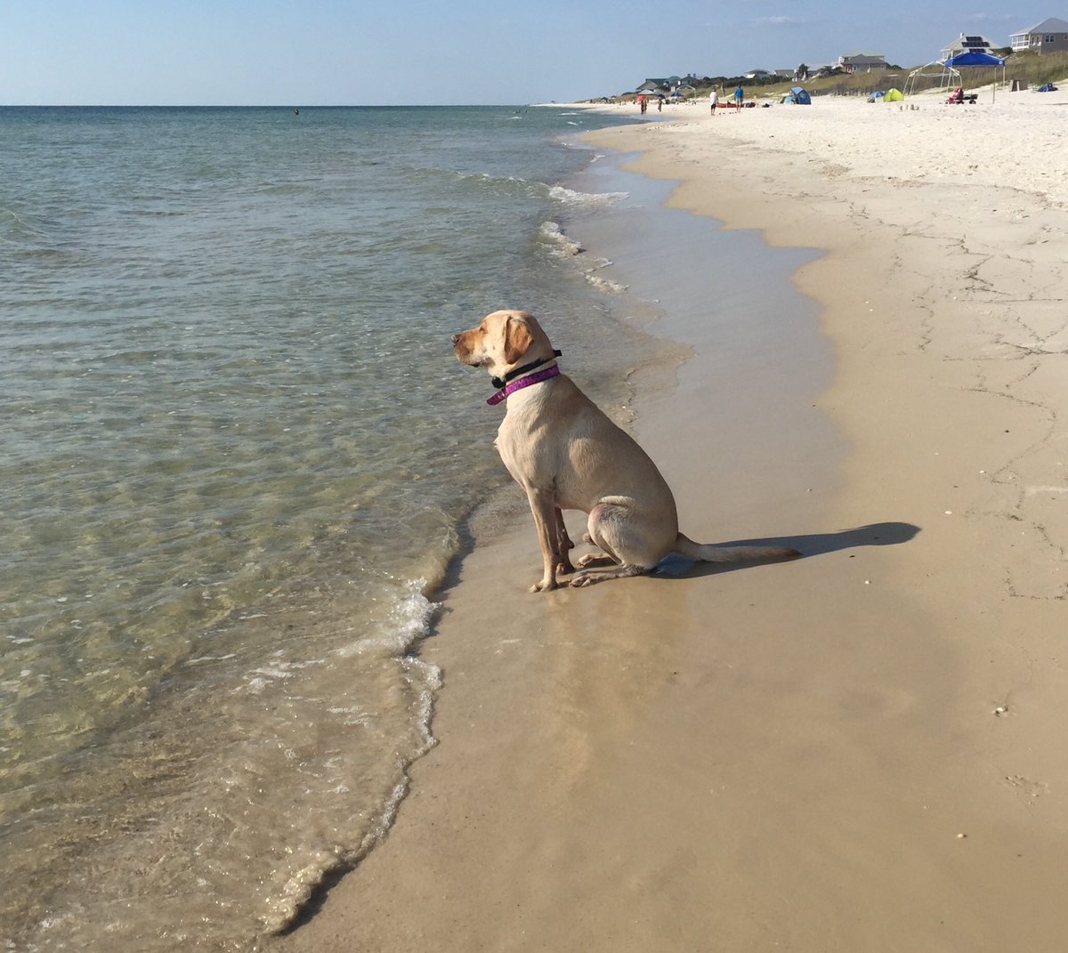 tslatin's tweet photo. @dog_feelings I’m always a good dog.  Sincerely, Wellington. https://t.co/Bjwh9XU41U