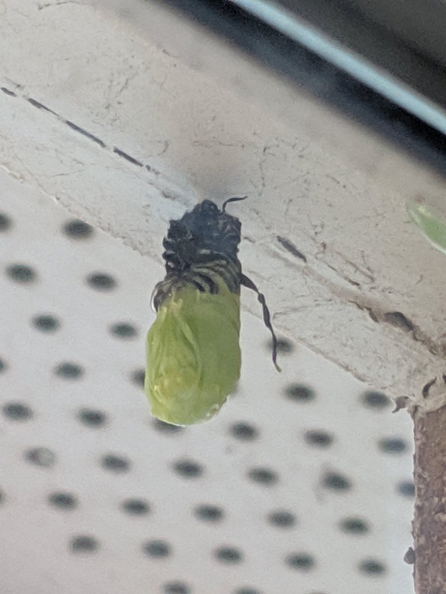 Tracy Olvera tweet media