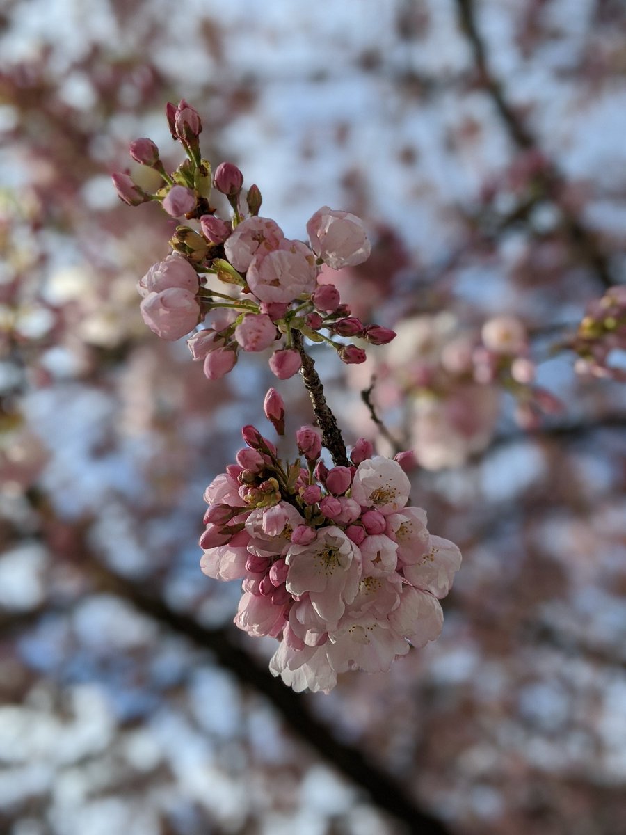 Cold weather is keeping the trees from fully blooming, so there are still large clusters of unopened bulbs everywhere. Also, first photographer of the year. Usually the street is swarming with photogs and models and families at this point.  #CherryBlossoms  #CherryBlossomDaily