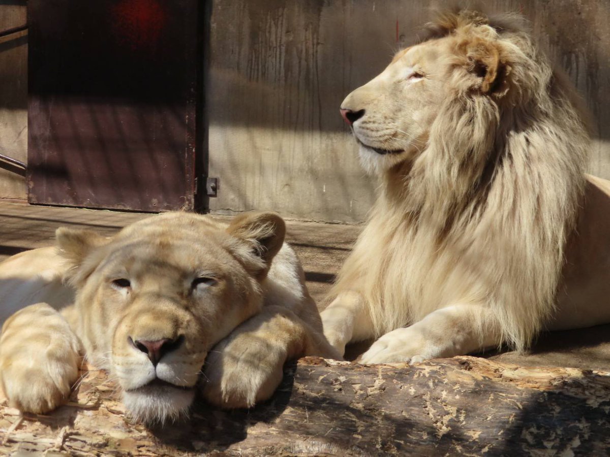 宇都宮動物園 公式 宇都宮動物園イベント情報 ホワイトライオン アルマル ステルク のお誕生日会 日にち ４月１９日 日 時間 １１ ３０ 場所 ホワイトライオン舎前 ４歳 になる アルマル と ステルク を みんなで一緒にお祝い