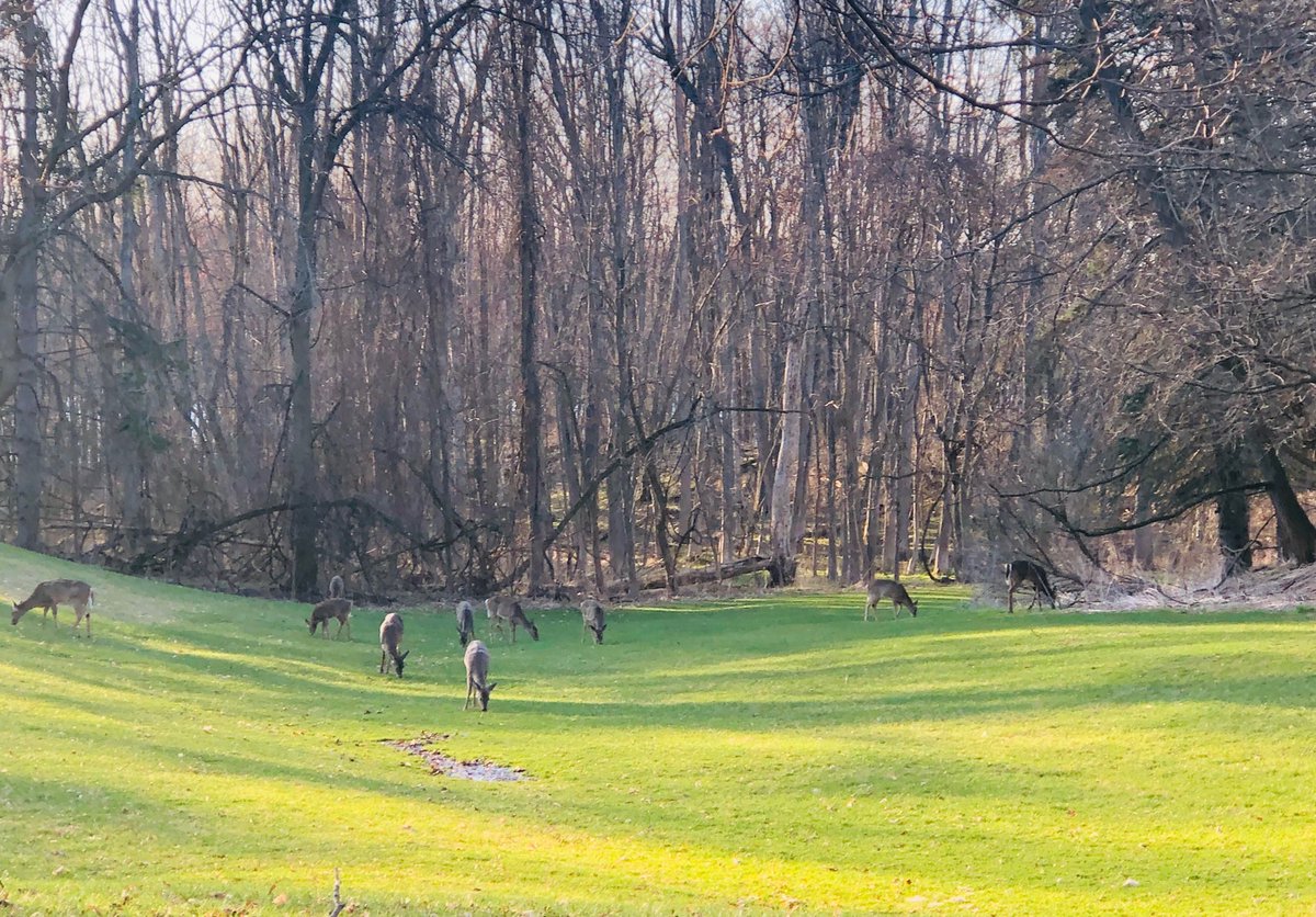 Lincoln Park School No. 44 tweet media