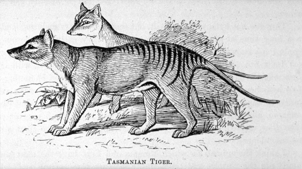 IvanKok12's tweet photo. After the Ivory-billed woodpecker case study, I am not optimistic that the Tasmanian Tiger is back from extinction. Researchers are right to be skeptical until conclusive evidence is found. #ees028 #tasmaniantiger https://t.co/KvvPaYwu3Y