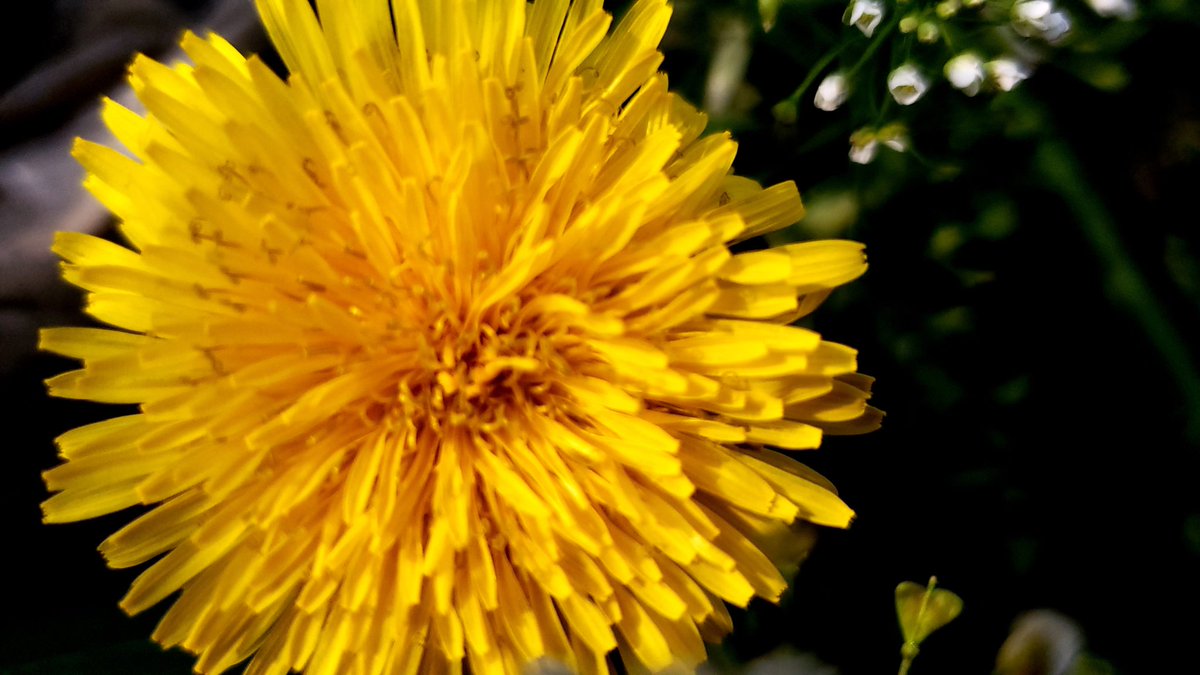 銀河人 おタンポポ 在来種なのか外来種なのか わかる人教えてくだちい 写真 銀河人 お花見 おはな お花見気分 お花見 たんぽぽ 写真 写真好きな人と繫がりたい 写真撮ってる人と繫がりたい 写真好きと繋がりたい 写真シェア