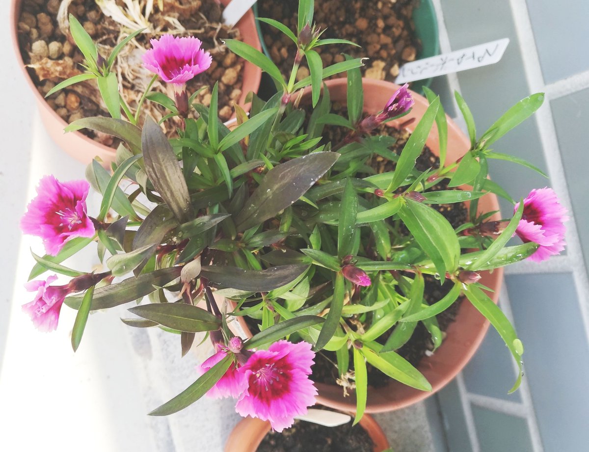 こころんグリーン ナデシコの花が いっぱい開きました ピンクのツートンカラーの花が とっても綺麗です 暖かくなって どんどん開きますね ナデシコ ピンク ツートンカラー 春 春の花 園芸品種 園芸 ガーデニング 熊本市南区 熊本