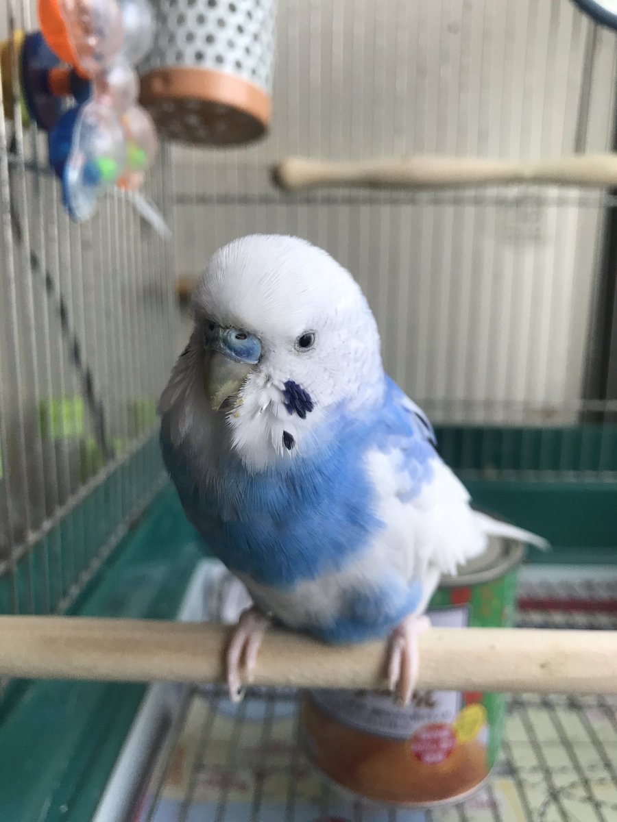 Youping404's tweet photo. コロナで暗い世の中なんでうちの可愛いトリサンでも見て下さい🦜 https://t.co/bA2eCLKwFo