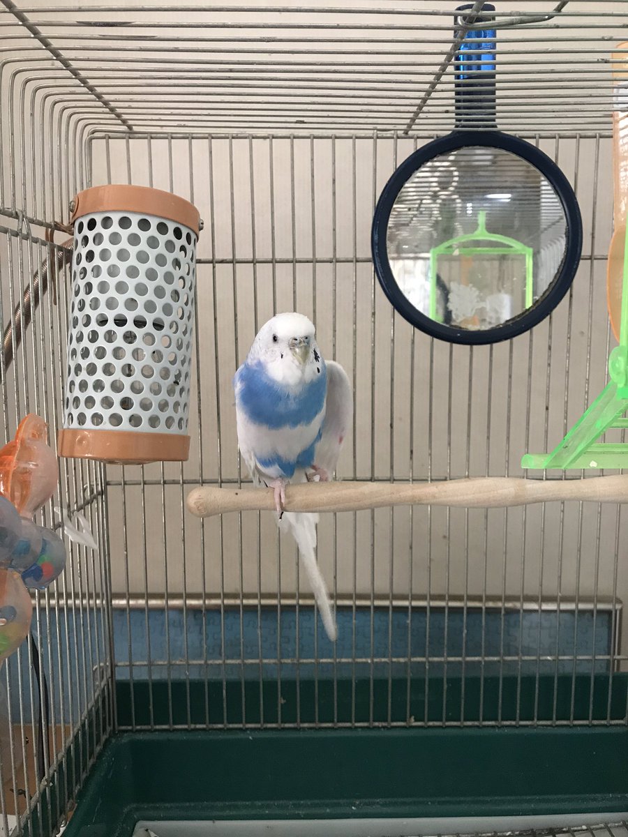 Youping404's tweet photo. コロナで暗い世の中なんでうちの可愛いトリサンでも見て下さい🦜 https://t.co/bA2eCLKwFo