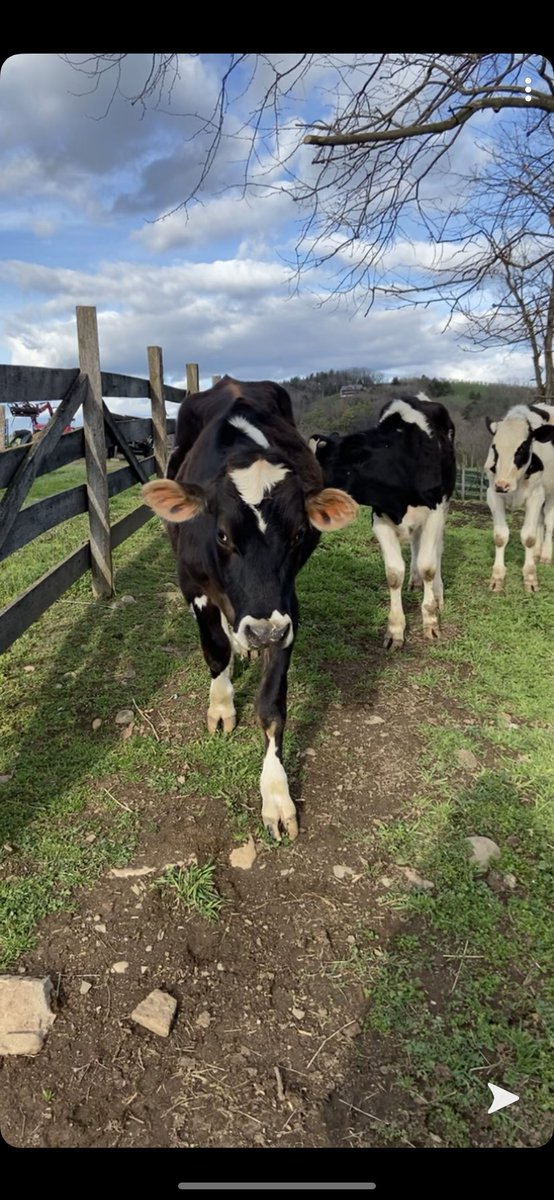 BaileyOBrienn7's tweet photo. Can’t wait to have our own little farm one day, so checking cows can be a daily thing together 💙 https://t.co/l6UXn8cJ9B