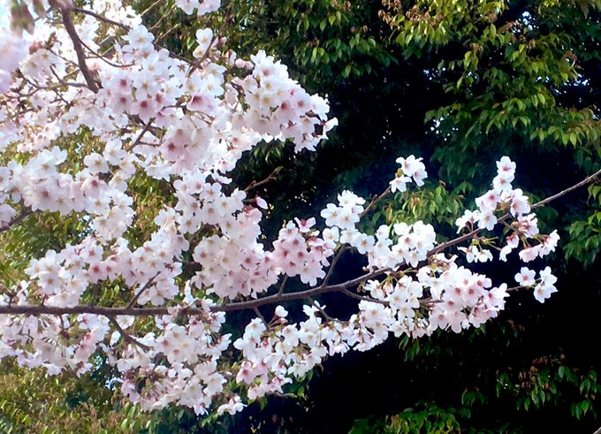 桜が満開だ〜🌸 