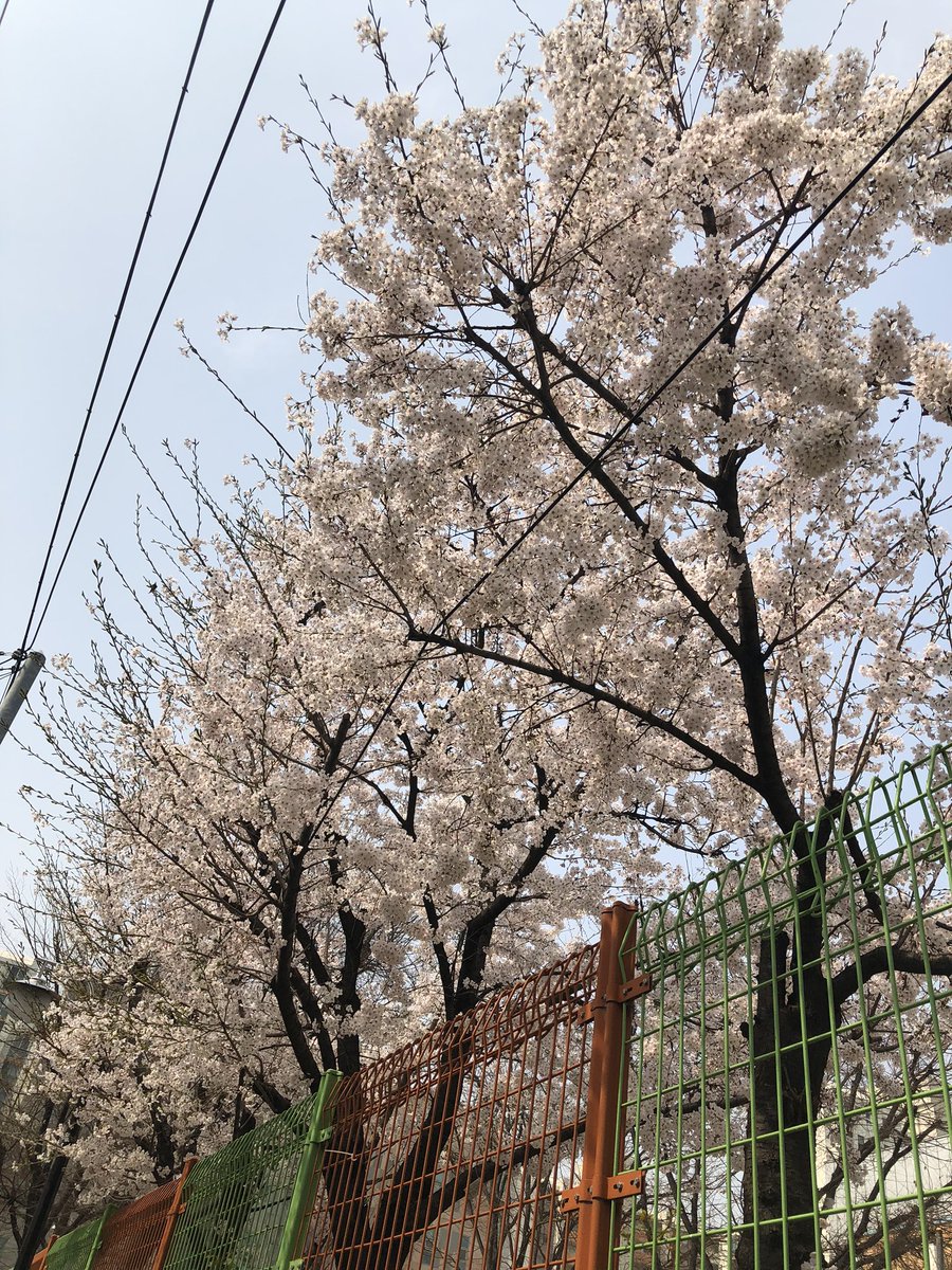 hay_howaboutyou's tweet photo. [#삐약] 원호야 벚꽃이 활짝 피었어🌸 바쁜 일상에 꽃이 피었는지도 몰랐는데, 우연히 마주한 꽃들에 웃음 짓는 하루야! 원호도 오늘 하루 소소한 행복들이 가득하길 바라 오늘도 사랑해❤️

#원호사랑해
#원호_24시간_365일_사랑해
#WonhoBeWithUs
#무얼_하든_항상_몬베베의_마음은_원호를_사랑할거야 https://t.co/yhklJw7Nf4