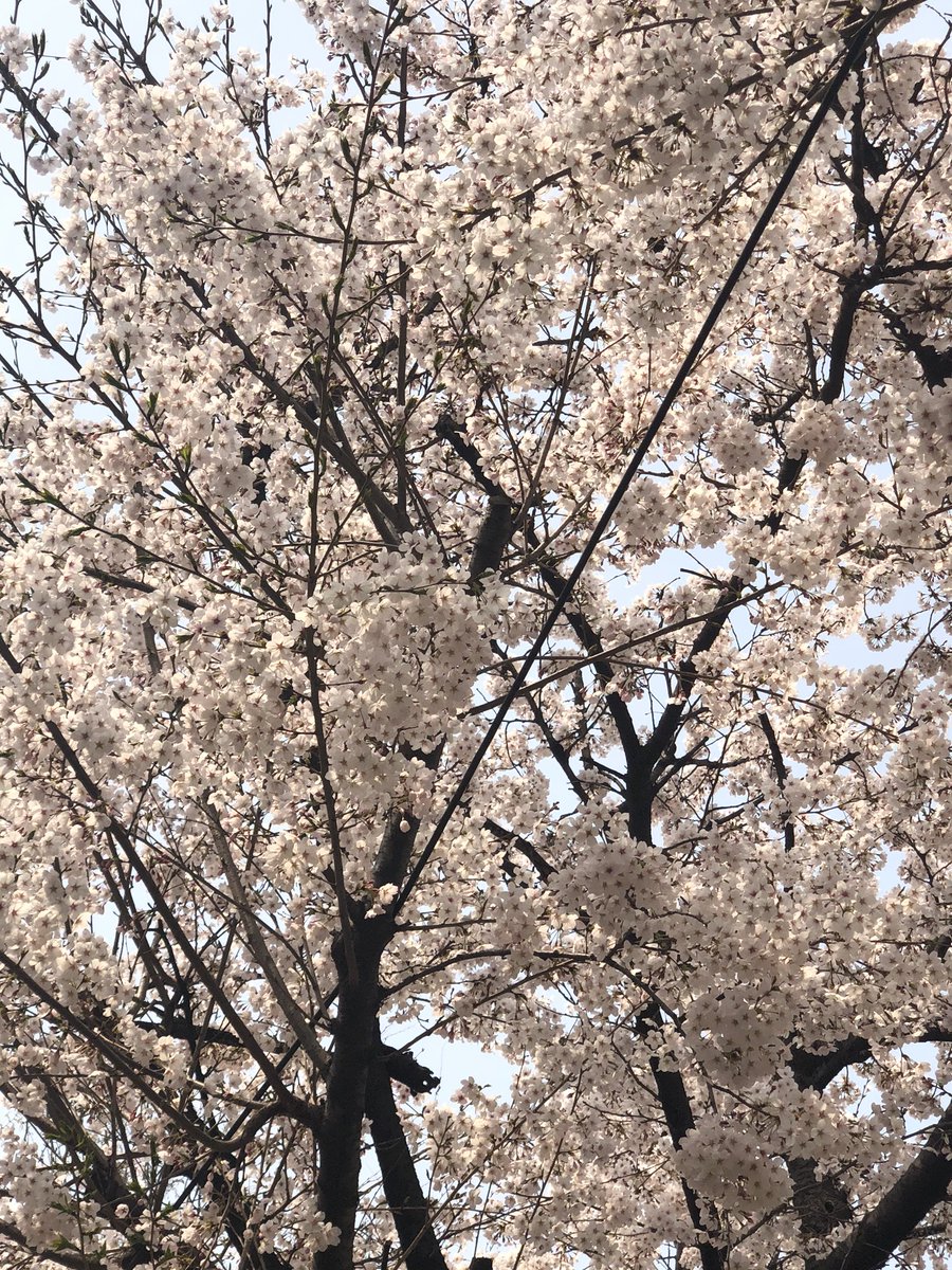 hay_howaboutyou's tweet photo. [#삐약] 원호야 벚꽃이 활짝 피었어🌸 바쁜 일상에 꽃이 피었는지도 몰랐는데, 우연히 마주한 꽃들에 웃음 짓는 하루야! 원호도 오늘 하루 소소한 행복들이 가득하길 바라 오늘도 사랑해❤️

#원호사랑해
#원호_24시간_365일_사랑해
#WonhoBeWithUs
#무얼_하든_항상_몬베베의_마음은_원호를_사랑할거야 https://t.co/yhklJw7Nf4