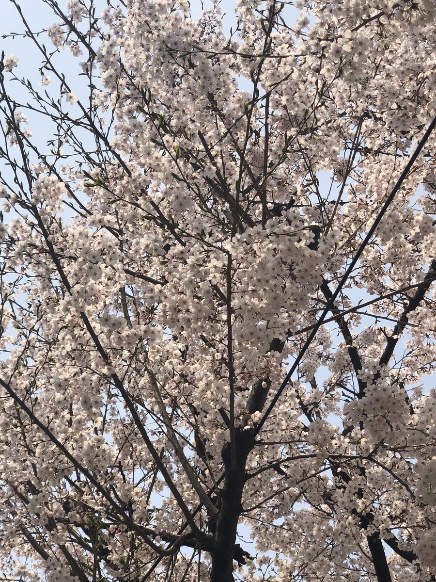 hay_howaboutyou's tweet photo. [#삐약] 원호야 벚꽃이 활짝 피었어🌸 바쁜 일상에 꽃이 피었는지도 몰랐는데, 우연히 마주한 꽃들에 웃음 짓는 하루야! 원호도 오늘 하루 소소한 행복들이 가득하길 바라 오늘도 사랑해❤️

#원호사랑해
#원호_24시간_365일_사랑해
#WonhoBeWithUs
#무얼_하든_항상_몬베베의_마음은_원호를_사랑할거야 https://t.co/yhklJw7Nf4
