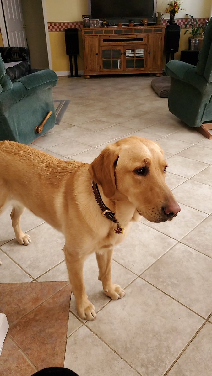 ANDREAKIRSTIN's tweet photo. @NASCARONFOX @MartinTruex_Jr @SherryPollex @lindsayczarniak How perfect!  She could be my baby girl's TWIN!!  My Molly turned 1 in January.  Best dog EVER!  Doggo lotto!!! https://t.co/rSKOvmNLpI