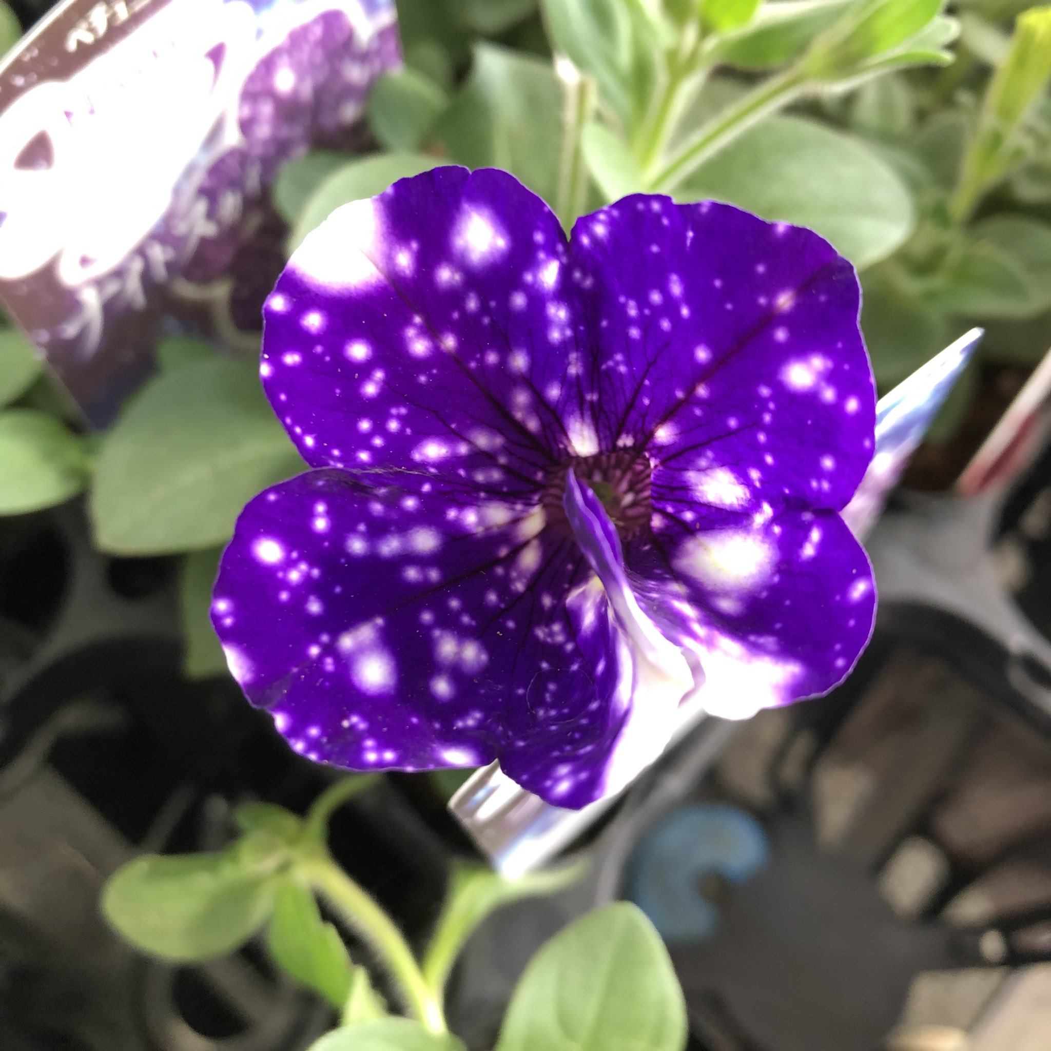 Oba Oba Pavlov Mart 春のホームセンターは楽しいなぁ 宇宙みたいな花とかハート柄とか雅な色とか ペチュニア ナイトスカイ サフィニア ももいろハート ペチュニア 花衣 T Co Geso6qsz8r Twitter