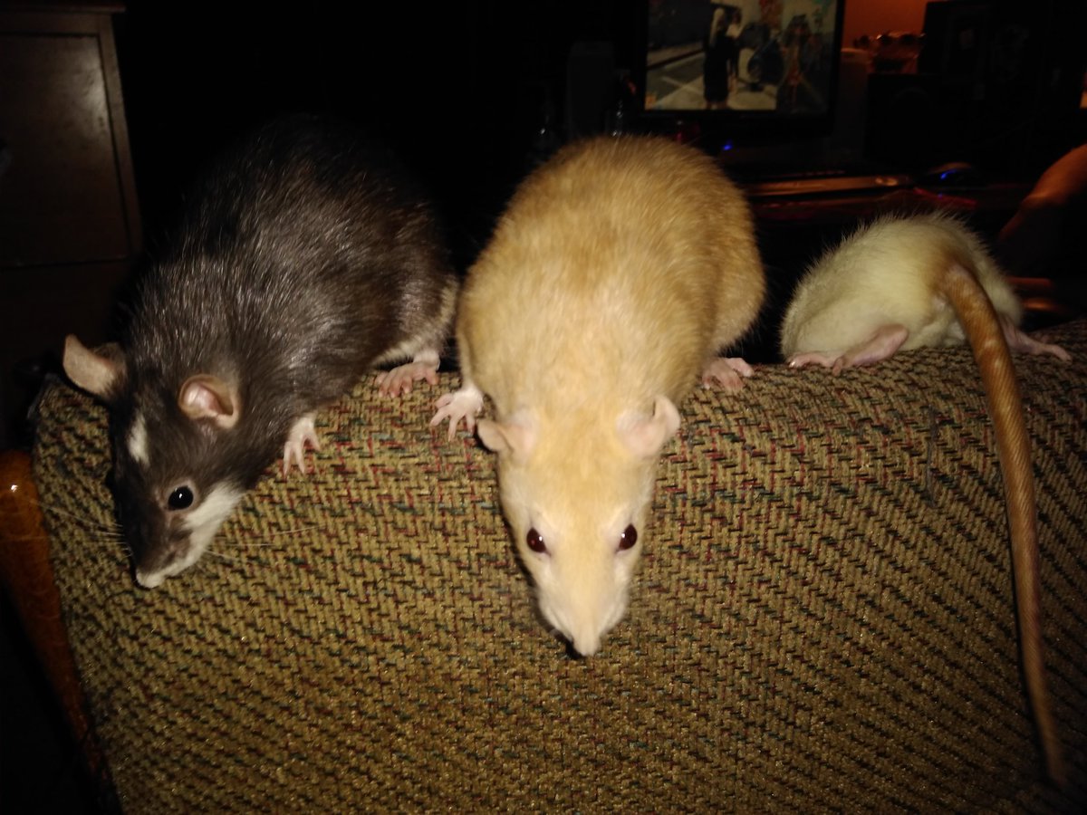 MixitMizz's tweet photo. The face//The ass 😂🤣😏 #ratszone #ratzone #rats #RatMomma #petsluver #petstagram #pets https://t.co/8V8ntS0Isk
