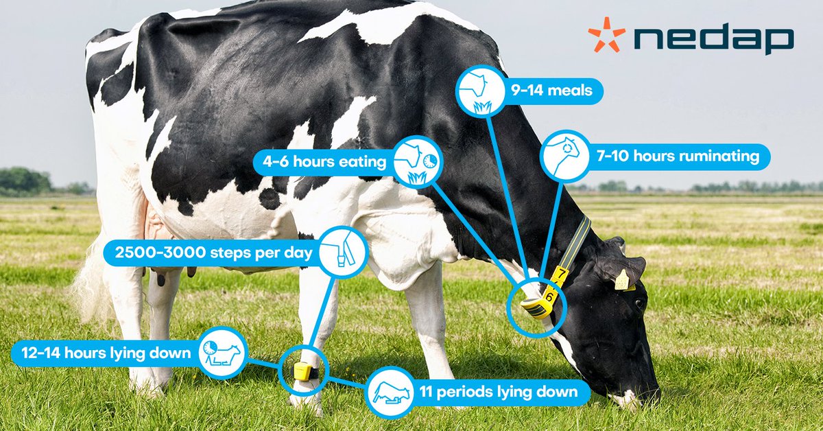 Nedap Livestock Management Su Twitter Did Cow 264 Or 124 Spend More Time Ruminating Today You D Know The Answer If You Had Nedap Health Monitoring Which Monitors Cow Behavior 24 7 Keep