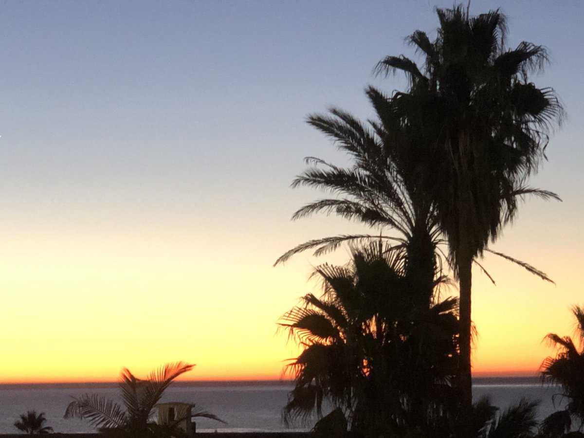 DMENIGAULT's tweet photo. Ce matin, je voulais simplement vous dire bonjour avec un peu de soleil et des palmiers QUE J’AI ENVIE DE REVOIR TRÈS VITE !!!..... 
Bon, sinon, tout va bien ? #RestezChezVous https://t.co/Vhs7pa9fyv