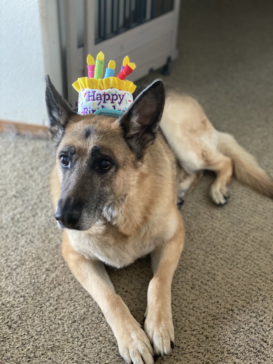 JoshHasDogs's tweet photo. Happy Birthday Elsa ❤️🎂🎉 hard to believe you’re 12 years old already. Nikko even sang Happy Birthday to you, or yelled “Let us have cake!!” Not sure which. #pnwgsdpack #birthdaydog #GERMANSHEPHERD #foreverapuppy https://t.co/RmLtBqRQ4z