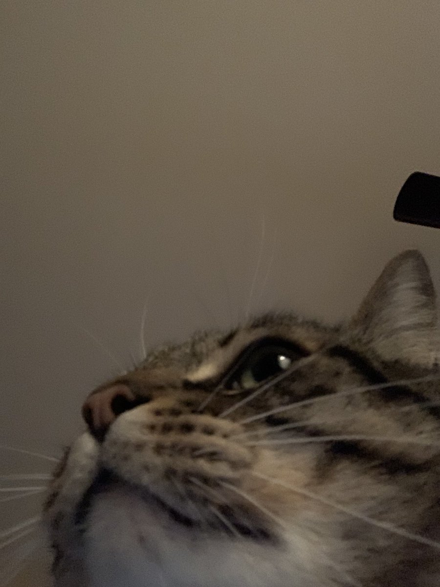 kyleyysmith's tweet photo. so pumpkin (my cat) took some selfies today https://t.co/oobWStJ5cC