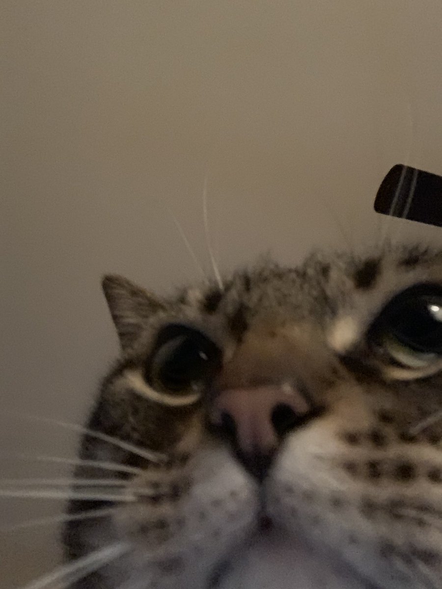 kyleyysmith's tweet photo. so pumpkin (my cat) took some selfies today https://t.co/oobWStJ5cC