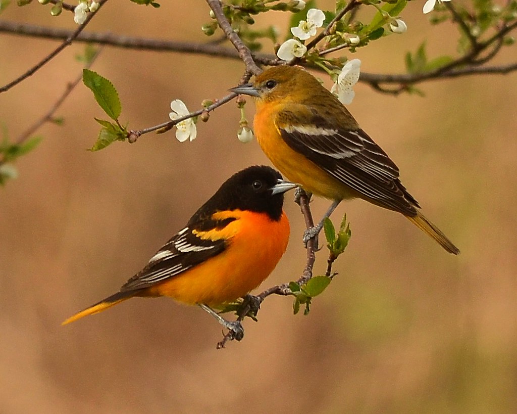 Maryland, you have the Baltimore Oriole, and I'm not man enough to take it from you. Put the knife down. It's all cool, it's all cool. #StayAtHomeSafari