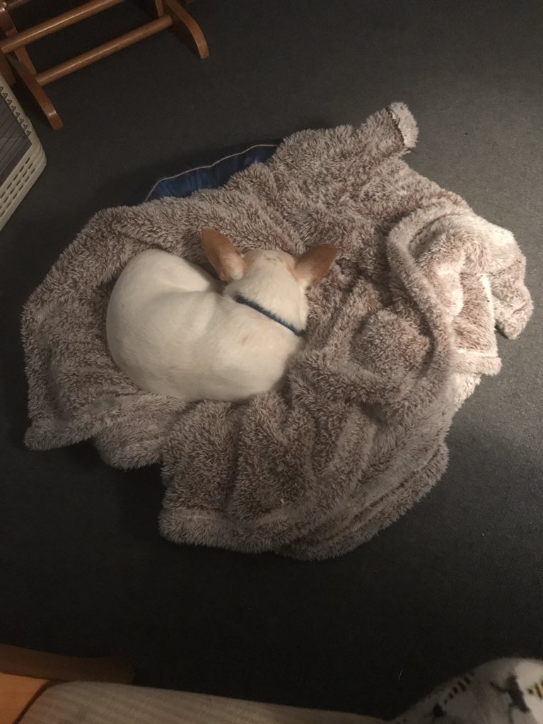 jakes3mama's tweet photo. @TallShipProds @Outlander_STARZ This how Peanut works with his momma in the home office. I work, he naps. #petlander https://t.co/fdyvEJ2jon