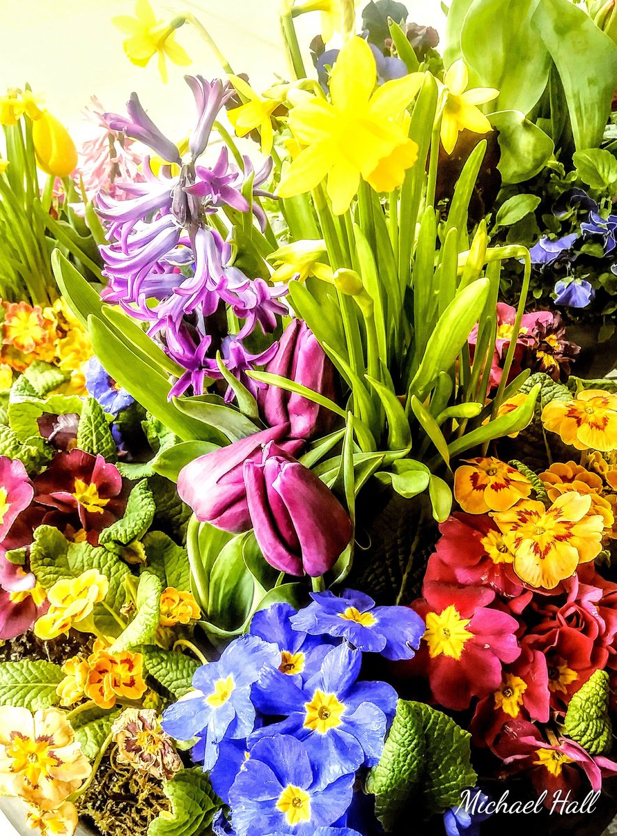 "Wildflower Wednesday" #beautyofnature #goodvibes #nature #photography