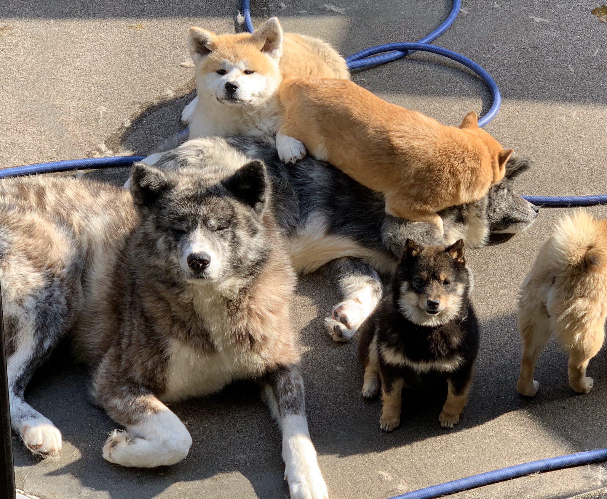 ひーちゃん 今日のお昼寝犬団子 秋田犬 豆柴 お昼寝 鹿児島 薩摩日登美犬舎 T Co S0oej4a46v Twitter