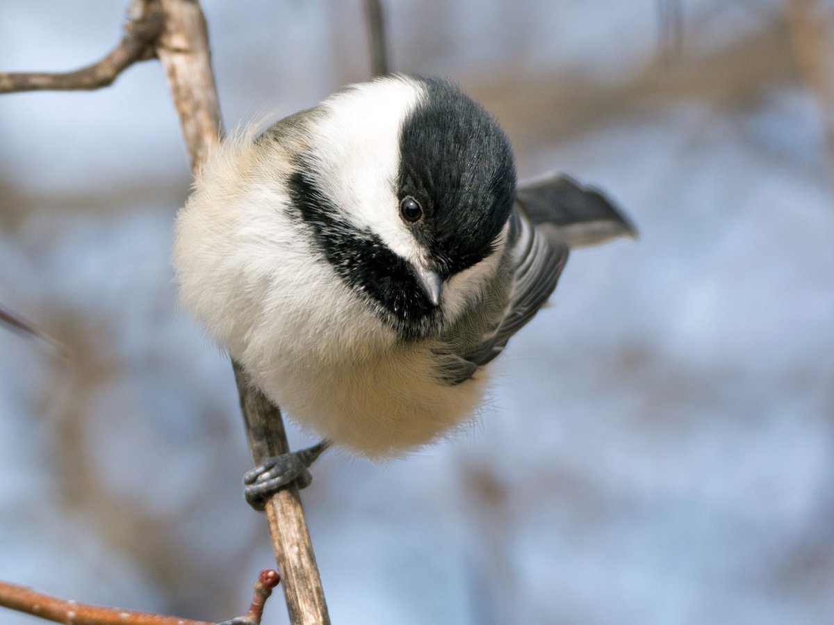 "Wait, /is/? Present tense?"Y'ALL THEY'VE BEEN HAVING THIS FIGHT FOR 93 YEARS.BLACK-CAPPED IS A DOWNEAST BIRD. IT SINGS PRETTY SONGS. BOREAL IS A PINE WOODS BIRD, WHICH EATS FUCKING DEER CARCASSES AND DOESN'T SING FOR STRANGERS.  #StayAtHomeSafari https://bangordailynews.com/2019/02/28/news/state/a-nest-divided-maines-great-chickadee-debate/