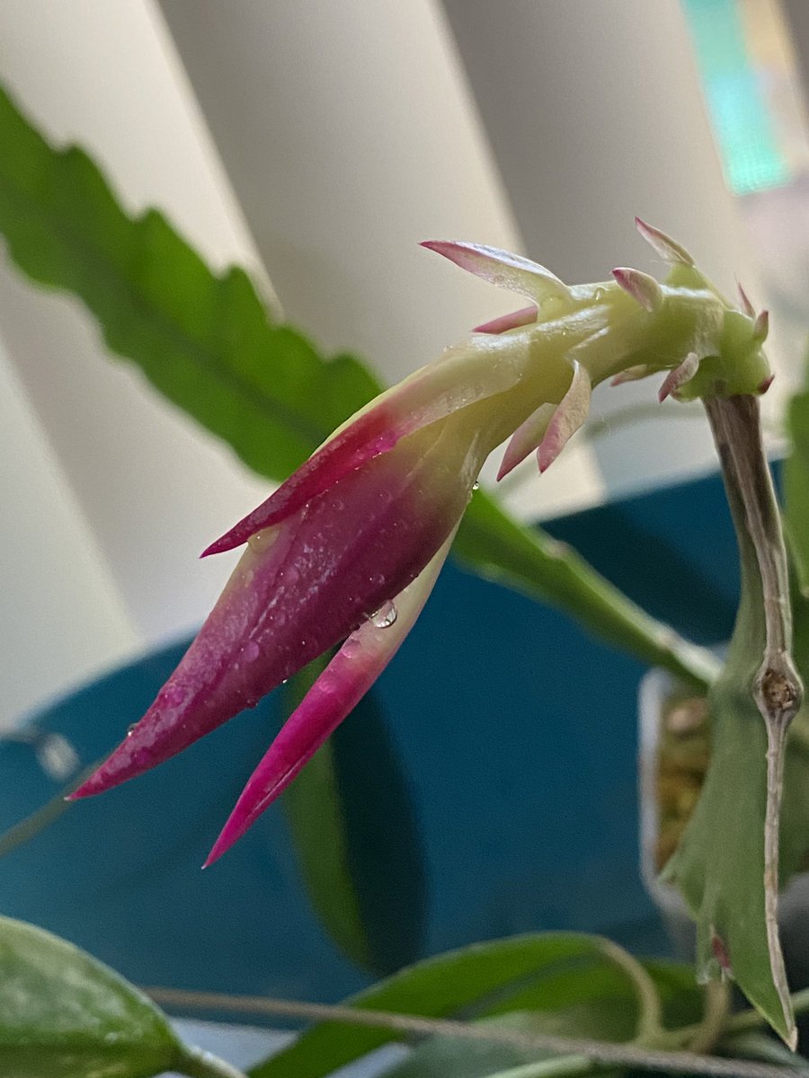 PlantMafia's tweet photo. Our epiphitic cactus is getting ready to flower!! ❤️ #epiphytes#cactaceae #cactus #tropicalPlants #flowering #blooming #PlantsRule https://t.co/ezPtoImXmb