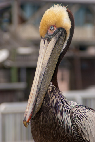 Louisiana has the brown Pelican, on behalf of Mississippi and Alabama can I ask who it is who makes these choices in your state, and can they borrow her for a while?Because WELL FUCKING DONE. #StayAtHomeSafari