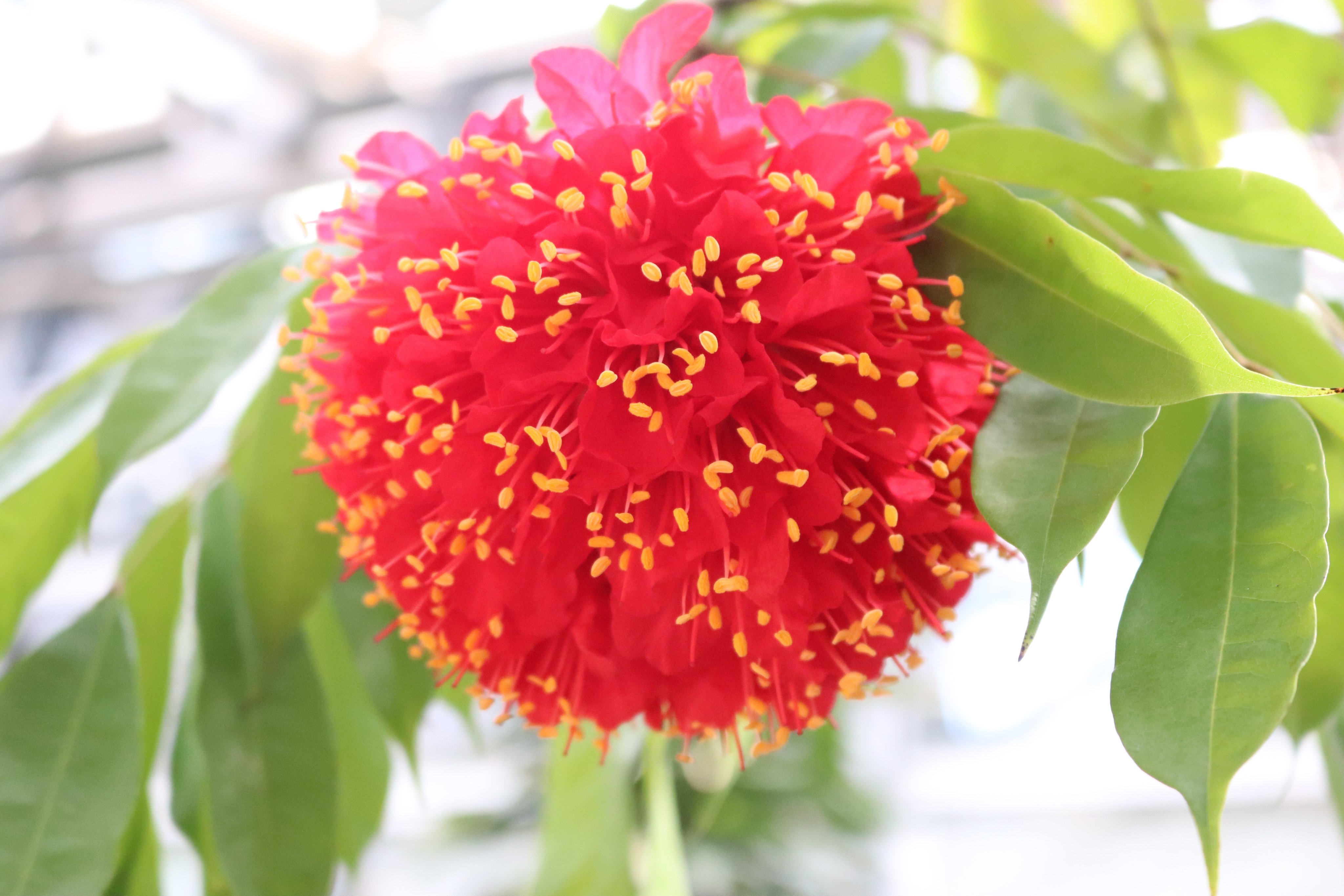 咲くやこの花館 熱帯花木室にて ホウカンボク 宝冠木 が綺麗にご覧いただけます くす玉のような赤色の花 が 幹に直接つき 幹生花 ぶら下がるように咲きます ぜひ 下から覗き込んでみてくださいね エア博物館 自宅でミュージアム 開館中