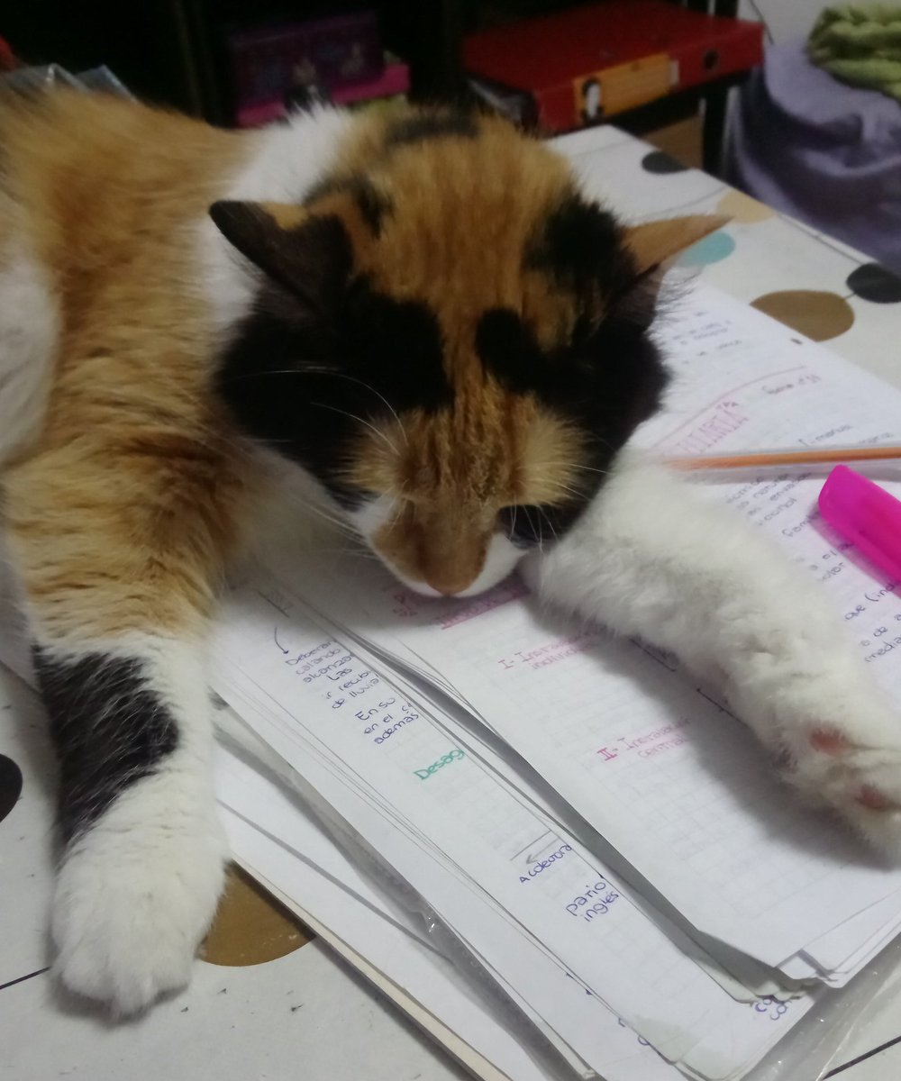 Julietaa_CAB's tweet photo. La Paz con la que duerme la miki me cura todo 😻😻😻😻 @gatitos_qctd https://t.co/qZIVlHNnRy