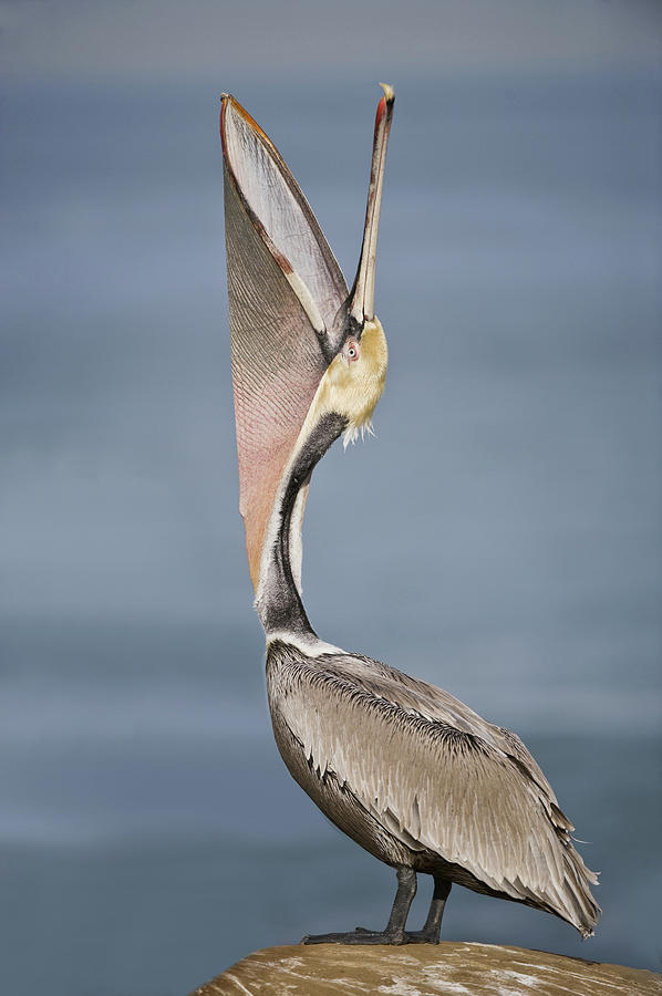 When I lived in Virginia, we'd take the long bridge to Chincoteague, and we'd be driving 40mph, and pelicans would just pull the fuck up beside us and keep pace.Holy fuck, y'all, these birds. #StayAtHomeSafari