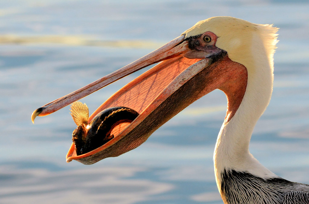 When I lived in Virginia, we'd take the long bridge to Chincoteague, and we'd be driving 40mph, and pelicans would just pull the fuck up beside us and keep pace.Holy fuck, y'all, these birds. #StayAtHomeSafari
