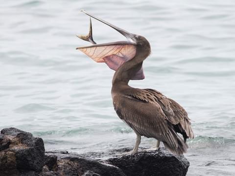 Powerful. Social. Iconic. Oft imitated, never duplicated. Reeking of salt water, fish, and substances better left unmentioned.I want to give you shit but with choices this good I think you can handle it.Just... you know what the problems are y'all. Fix 'em. #StayAtHomeSafari