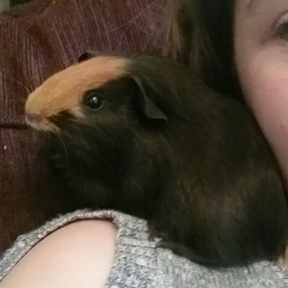 Leanne_AU's tweet photo. Guinea Pigs definetly make online learning more interesting.
G'day from Bluey & McGee #PetsOfUon #AusUniPetWars #YakMedia https://t.co/DCnjiokvhc