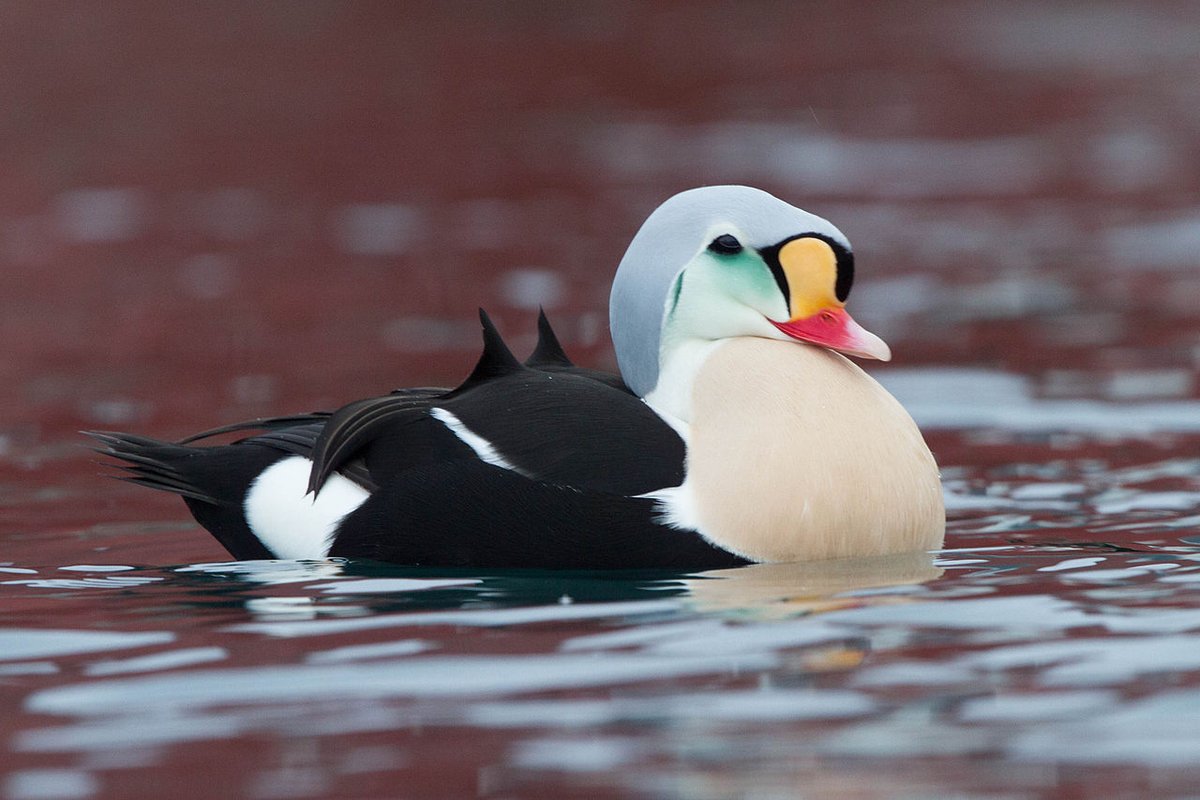 Or the King Eider... #StayAtHomeSafari