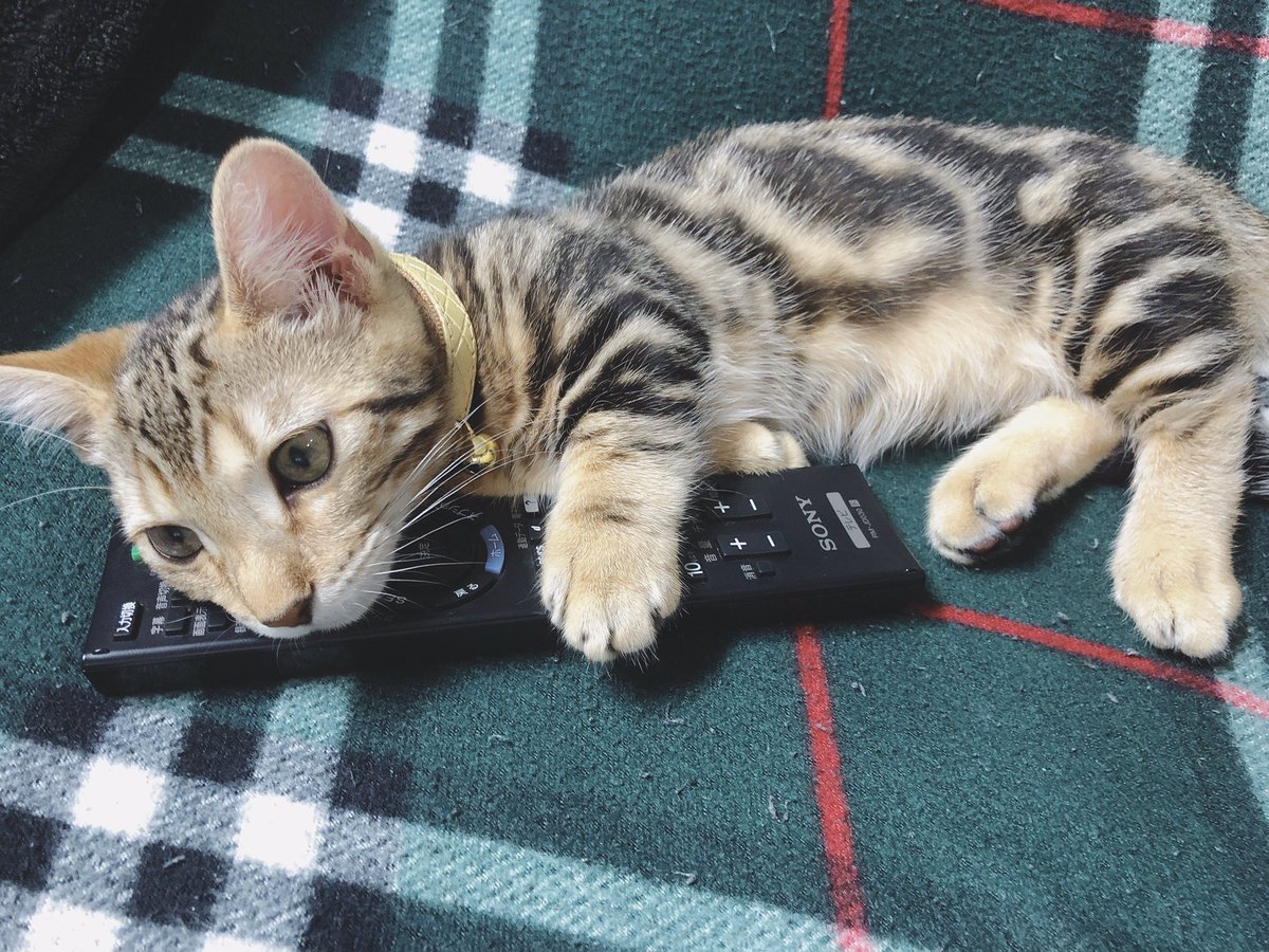 myMeroypQtYuTyR's tweet photo. ご主人テレビばかり見てて構ってくれにゃいからこいつは、没収にゃ😾！！

#猫
#猫好き
#猫好きさんと繋がりたい
#猫のいる暮らし　
#マンチカン
#ベンガル
#ジェネッタ
#猫動画
#cat
#munchkin
#bengal
#jenetta https://t.co/km52upQxx8