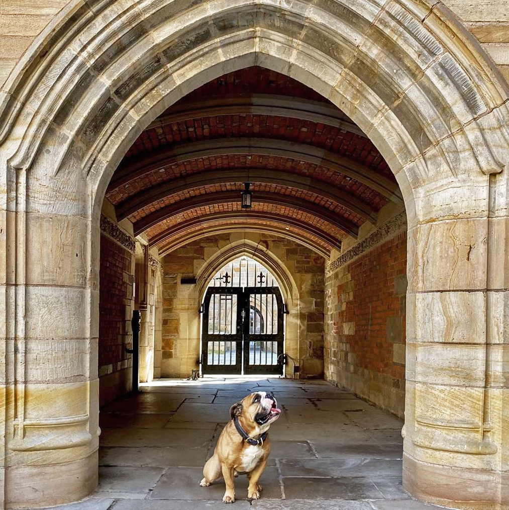 100 Yale Background For Zoom Pics My