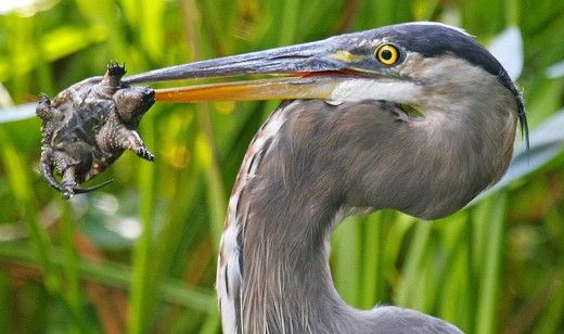 So here's the deal, Kentucky.I'm rendering a contingent decision.You EITHER get to be the Blue Heron. This specific blue heron, here.Or you get to be this specific duck, whose identity will *quickly* cease to be relevant.It's up the fuck to you. Vote. #StayAtHomeSafair