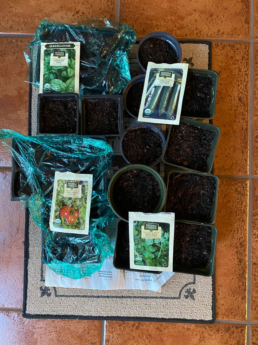 Carol P Cumming tweet media