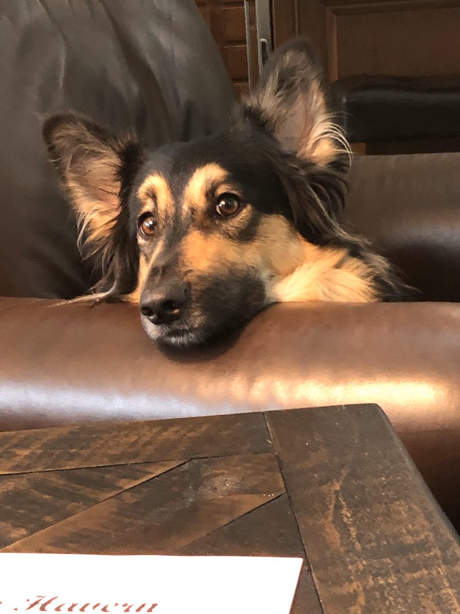 gshavern's tweet photo. We ❤️ our Miss Maisy! @TWEhowl #twehowl #twepride https://t.co/K776xZB7hR