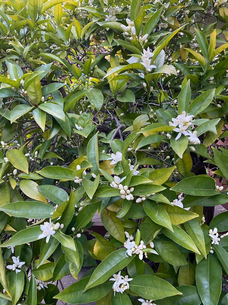 Carol P Cumming tweet media