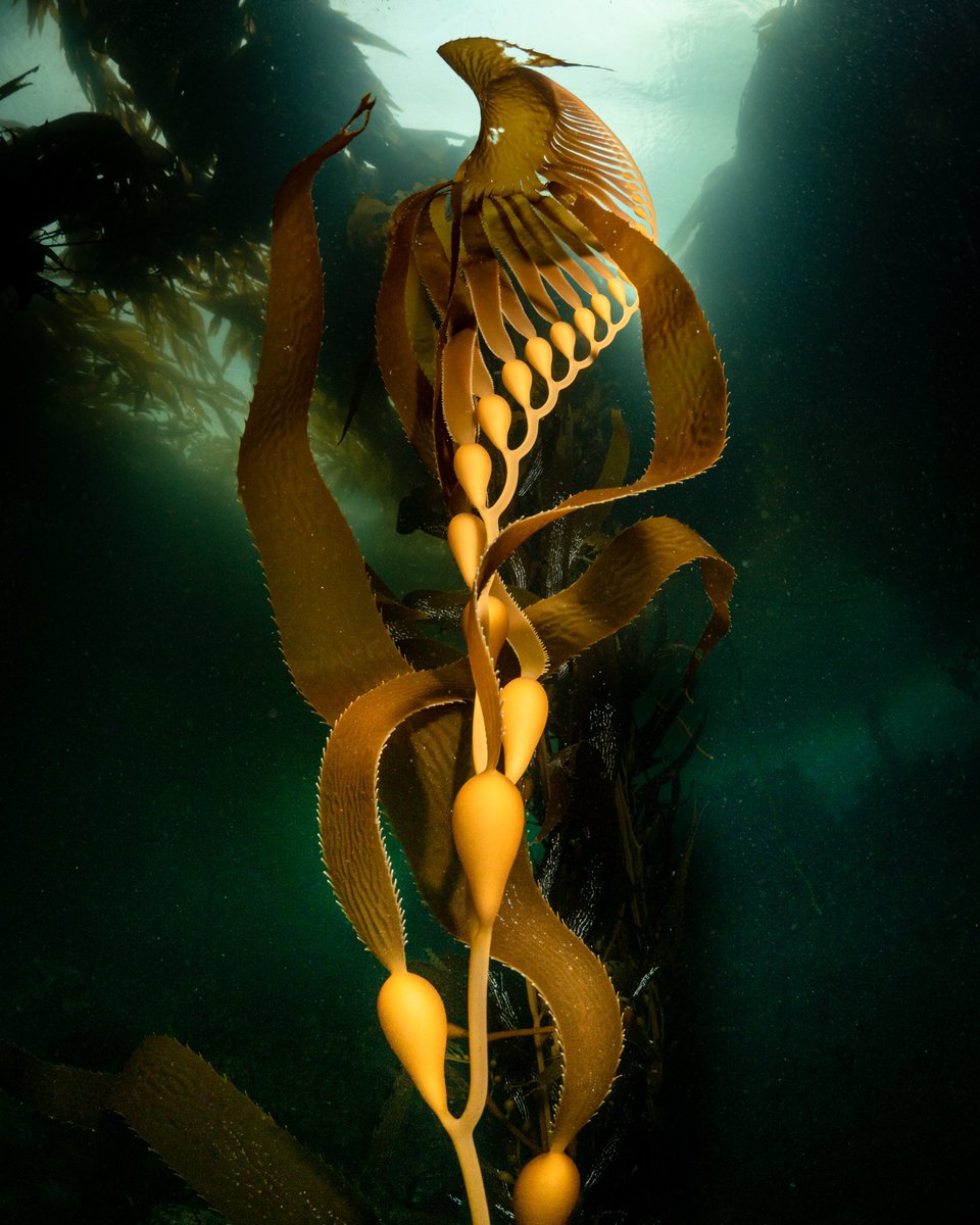 The last kelp photo I will ever post