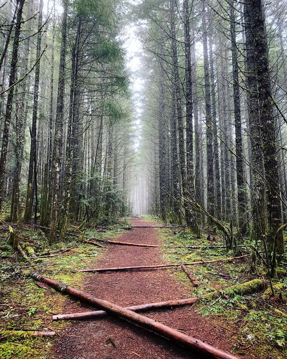 オレゴンの森でのトレッキングは癒しでもあります。