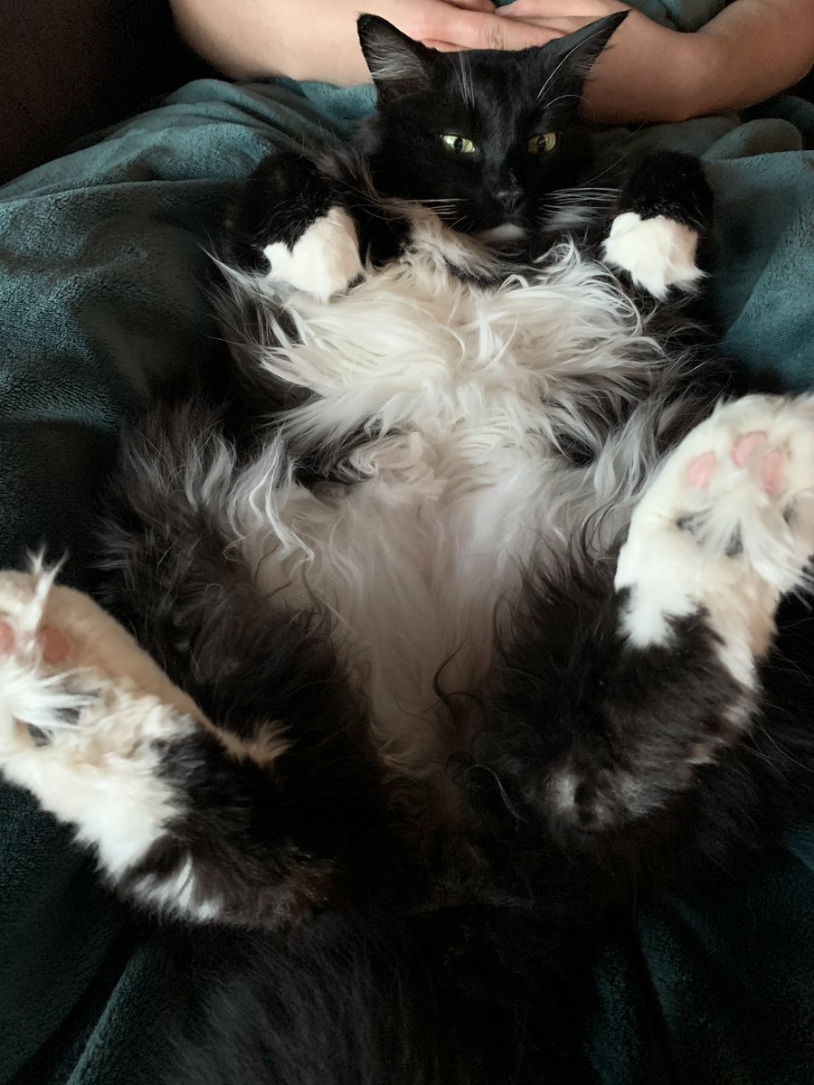 Han McDonald PhD tweet media